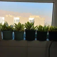 گلدون سانسوریا|گل و گیاه طبیعی|ری, تقی آباد|دیوار