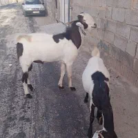 کره نر سالم