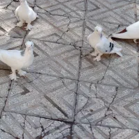 کبوتر گوی نشان