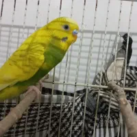 جفت نر