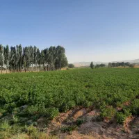 زمین به مساحت ۶۵۰۰ متر  در روستا بنه کهل