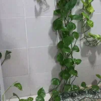 گلهای سبز|گل و گیاه طبیعی|رشت, آب آسیاب|دیوار