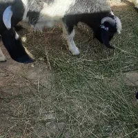 تروشت یا نربز|حیوانات مزرعه|سراوان, |دیوار