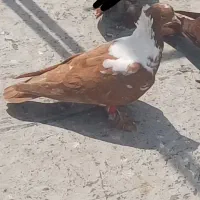 ساری نشان ماده ککیلی باتب