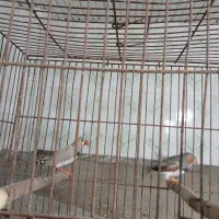 فنچ نر|پرنده|لاهیجان, کوی زمانی|دیوار