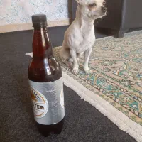 واگذاری سگ شیواوا|سگ|ماهدشت, |دیوار