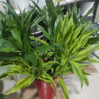 بامبو|گل و گیاه طبیعی|کرمان, |دیوار