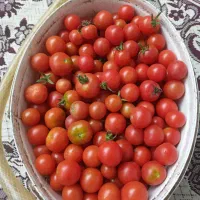 گوجه محلی