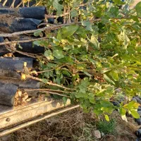 نهال پسته حمید|خدمات باغبانی و درختکاری|مهریز, |دیوار