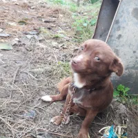 سگ پاکوتاه و گیرنده