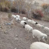 میش فروشی رابر