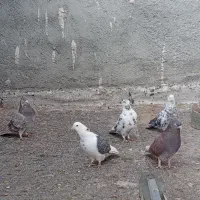 تعدادی کبوتر پرشی بفروش میرسد|پرنده|نقده, |دیوار