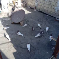 کله هندی خال قدیم خوش سو همگی یه نسل همه چی تموم