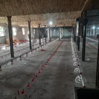 صفر تا صد تجهیزات مرغداری گوشتی و تخمگذار|ماشینآلات صنعتی|تهران, توحید|دیوار