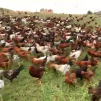 مرغ محلی تخم گذار ۸ ماهه