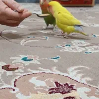 طوطی برزیلی|پرنده|ماهدشت, |دیوار