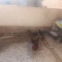 مرغ وخروس|حیوانات مزرعه|نسیم‌شهر, |دیوار