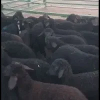 بره نرینه جگر سیاه عروسک