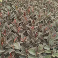 فروش عمده|گل و گیاه طبیعی|محلات, |دیوار