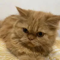 گربه پرشین سوپرفلت