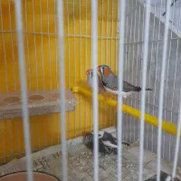 یک جفت فنچ با دوتا جوجه تقریبا بزرگ
