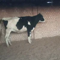 گوساله و تلیسه آبستن گاو|حیوانات مزرعه|پائین جام, |دیوار