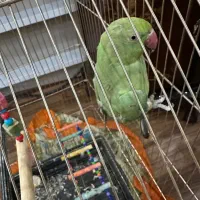 طوطی ملنگو سایز بزرگ|پرنده|ارومیه, |دیوار