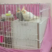 یک جفت عروس هلندی سالم سرحال