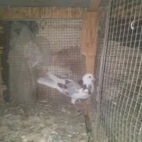 کفتر پرشی شازده|پرنده|خمینیشهر, |دیوار