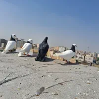 فروش آپارتمان ۳۰ متری ۴ خوابه طبقه ۴ در راه آهن|فروش آپارتمان|مشهد, راه آهن|دیوار