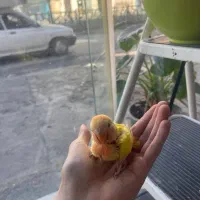 طوطی برزیلی|پرنده|محمودآباد, |دیوار