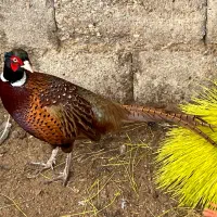 مرغ خارجی ق ر ق ا و ول