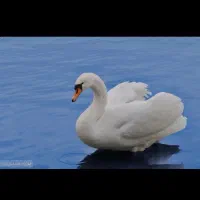 اجاره برکه و پرورش قو و غاز و مرغابی