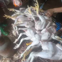 فروش خروس جوان ماشینی تازه کشتارشده|حیوانات مزرعه|قائمشهر, |دیوار