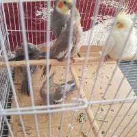 عروس هلندی لوتینو زعفرانی با جوجه قفس کاسکو