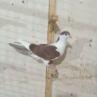 کفتر|پرنده|مشهد, هنرور|دیوار