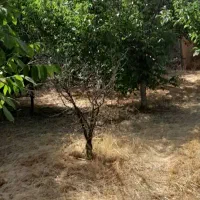 ۱۹۰۰ متر باغ ابتدای کمربندی کنگاور ،زیر قیمت ایران|فروش دفتر صنعتی، کشاورزی، تجاری|کنگاور, |دیوار