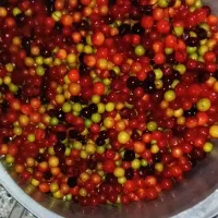 رب آلوجنگلی ترش