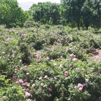 گلاب وعرقیات گیاهی