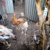 فروش 5 عدد  مرغ