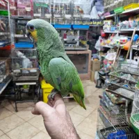 آمازون پیشونی آبی فول دستی کلامدار|پرنده|اصفهان, حسین‌آباد|دیوار