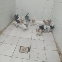 سلام چندتاطوقی پلاکی