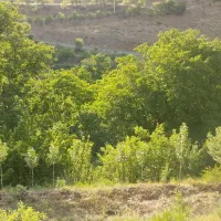 باغ|فروش زمین و ملک کلنگی|سنندج, |دیوار
