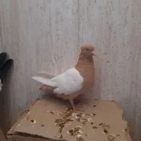 ستا ماده درجه یک|پرنده|شاهینشهر, مسکن مهر|دیوار