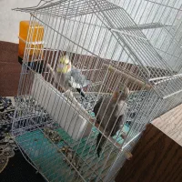 یک جفت عروس هلندی|پرنده|هشتگرد, شهرک صبا سوله|دیوار