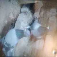 یک جفت نامابر اصیل