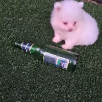 سگ پامر خرسی سایز ریز|سگ|قائم‌شهر, |دیوار