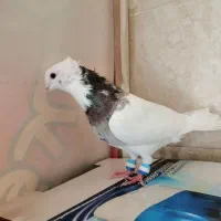 نروماده طوقی سرور