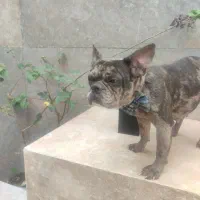 فرنچ بولداگ ماده حامله