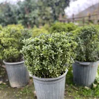 فروش گل کاملیا، ونعنایی ،پایه مورد،|گل و گیاه طبیعی|چابکسر, |دیوار